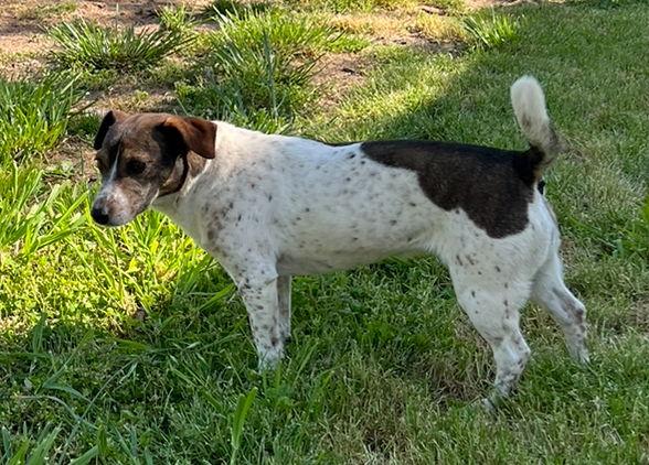 Jane Doe *, Adoptable, Young Female Jack Russell Terrier.