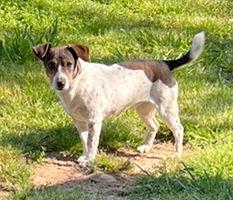 Jane Doe *, a Adoptable Jack Russell Terrier in Columbia, TN image 2/3