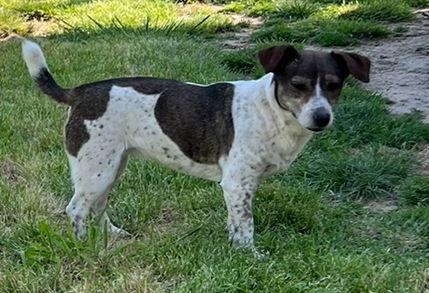 Jane Doe *, a Adoptable Jack Russell Terrier in Columbia, TN image 3/3