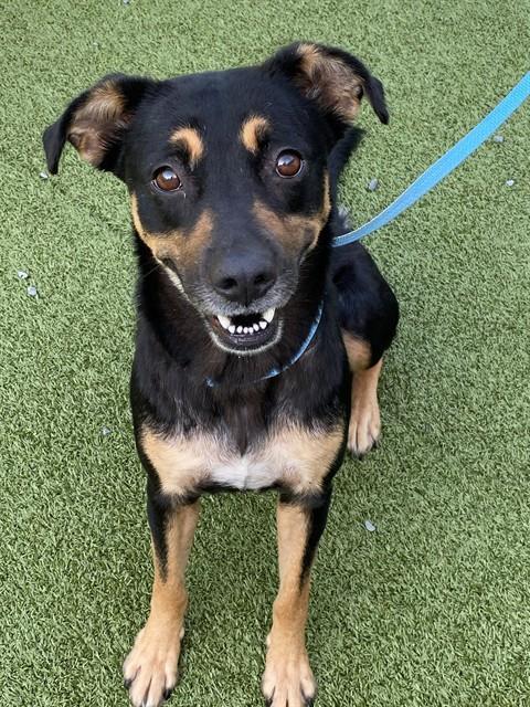 MILDRED, Adoptable, Young Female Black and Tan Coonhound & Mixed Breed.