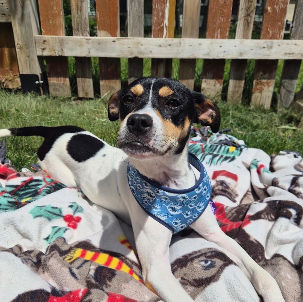 Bitters, a ADOPTABLE mixed breed in Cedarburg, WI image 3/5