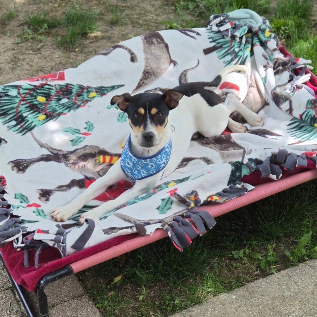Bitters, a ADOPTABLE mixed breed in Cedarburg, WI image 2/5