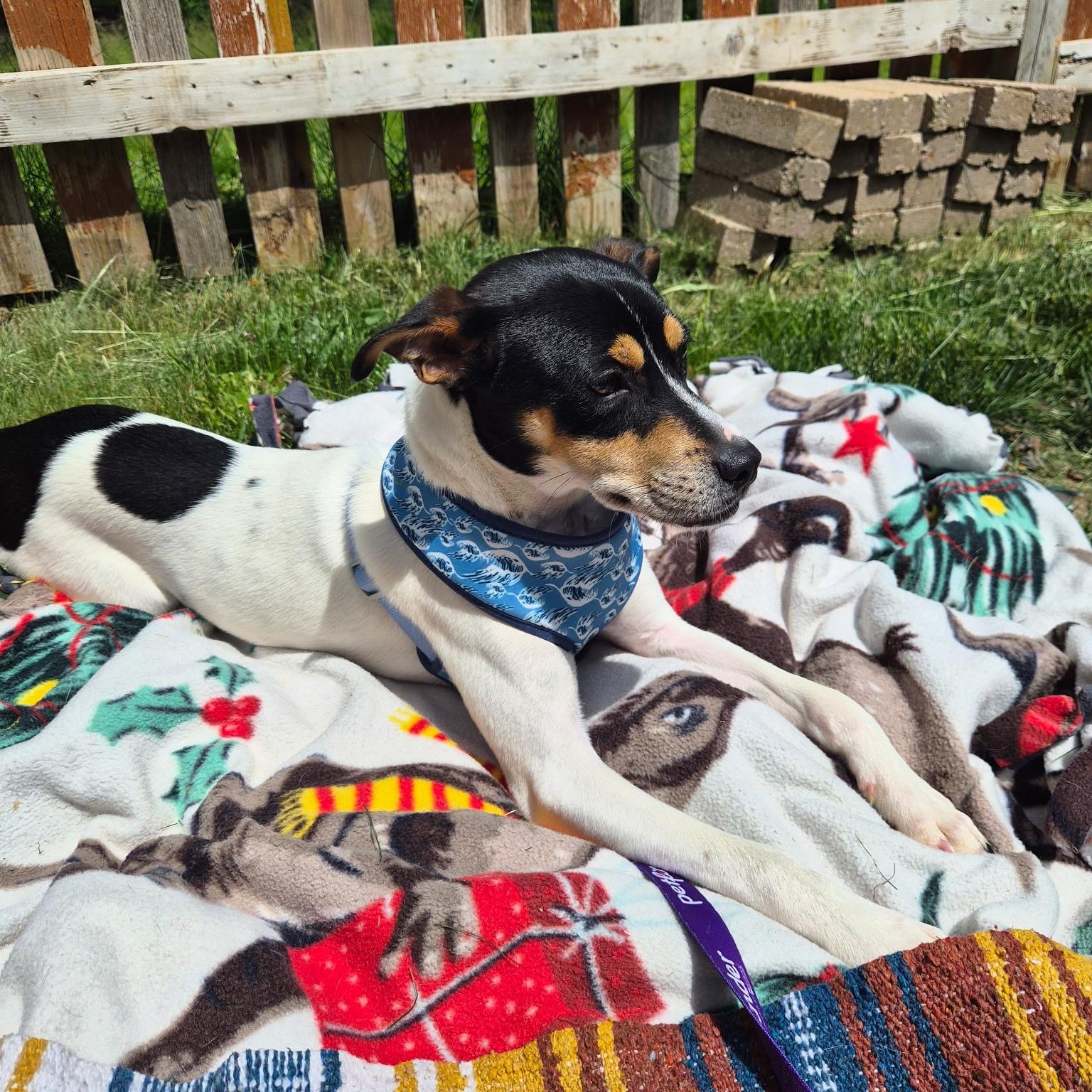 Bitters, a ADOPTABLE mixed breed in Cedarburg, WI image 4/5