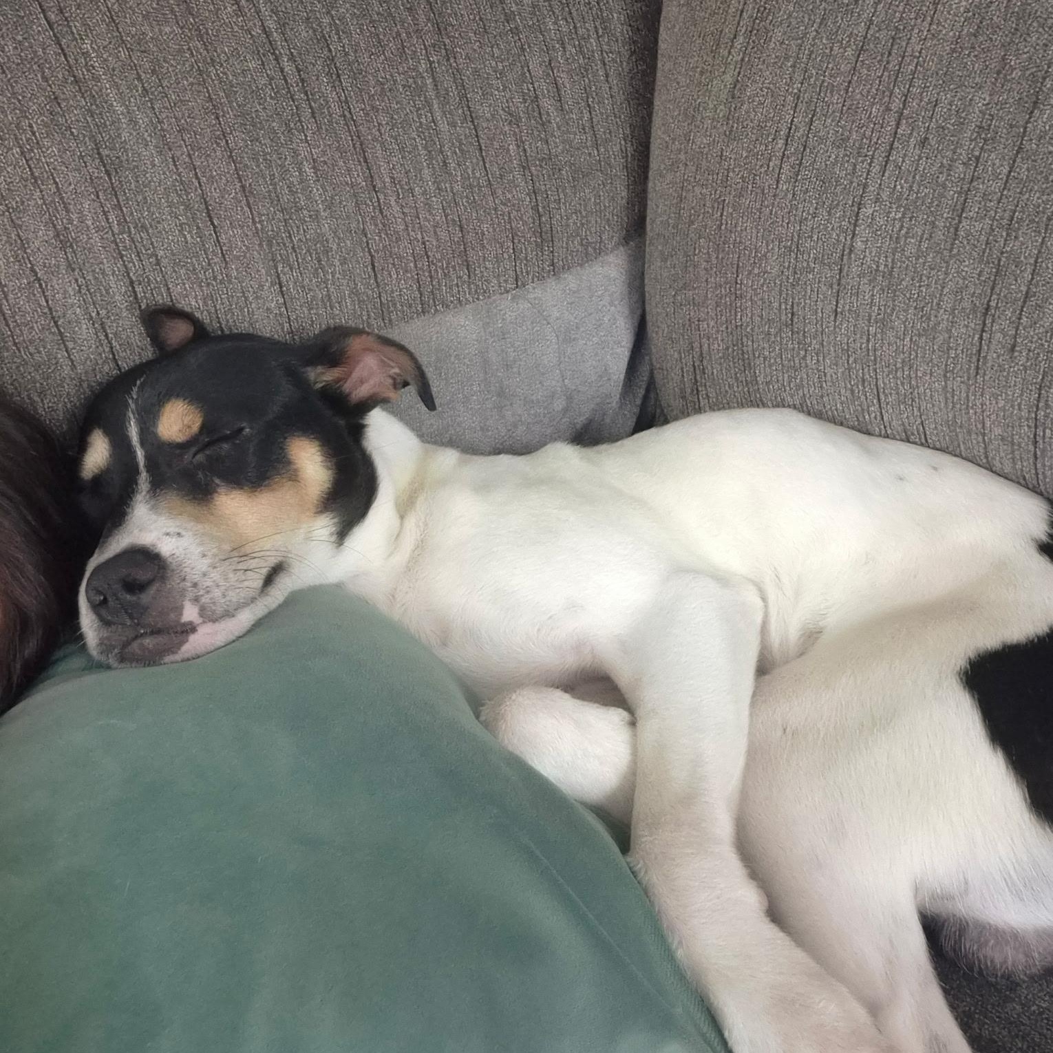 Bitters, a ADOPTABLE mixed breed in Cedarburg, WI image 5/5