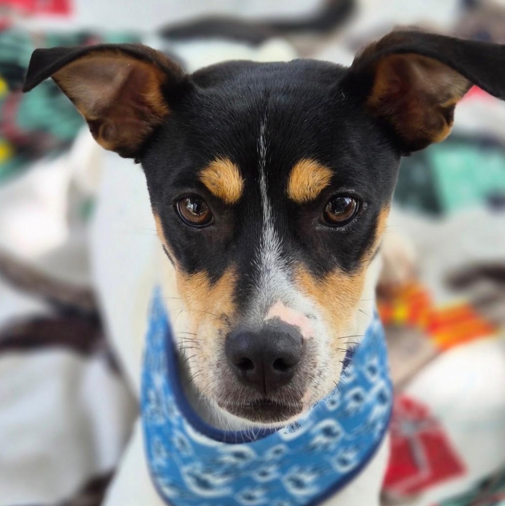 Bitters, a ADOPTABLE mixed breed in Cedarburg, WI image 1/5