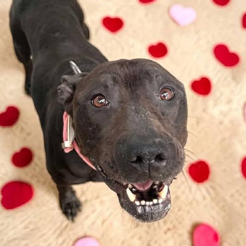 Enlarge Queen, a Adoptable mixed breed in Columbus, IN image 2/4