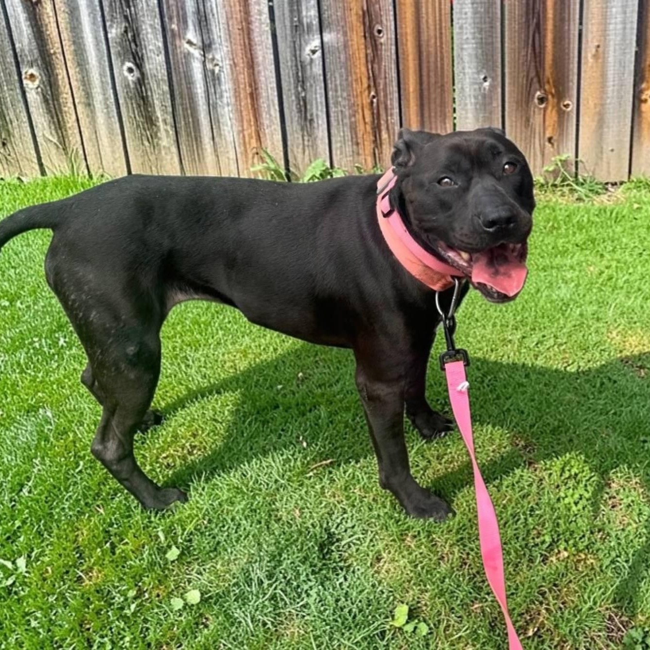 Enlarge Queen, a Adoptable mixed breed in Columbus, IN image 1/4