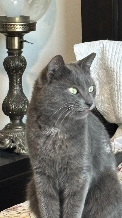 Handsome — thumbnail 2