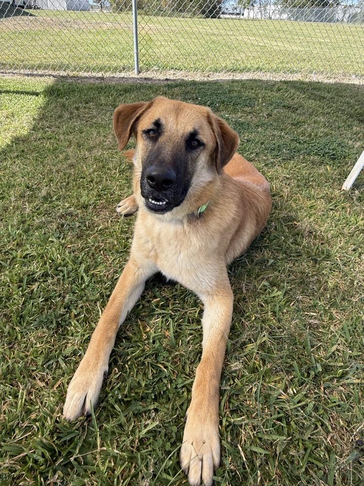 Chip, Adoptable, Puppy Male Shepherd.