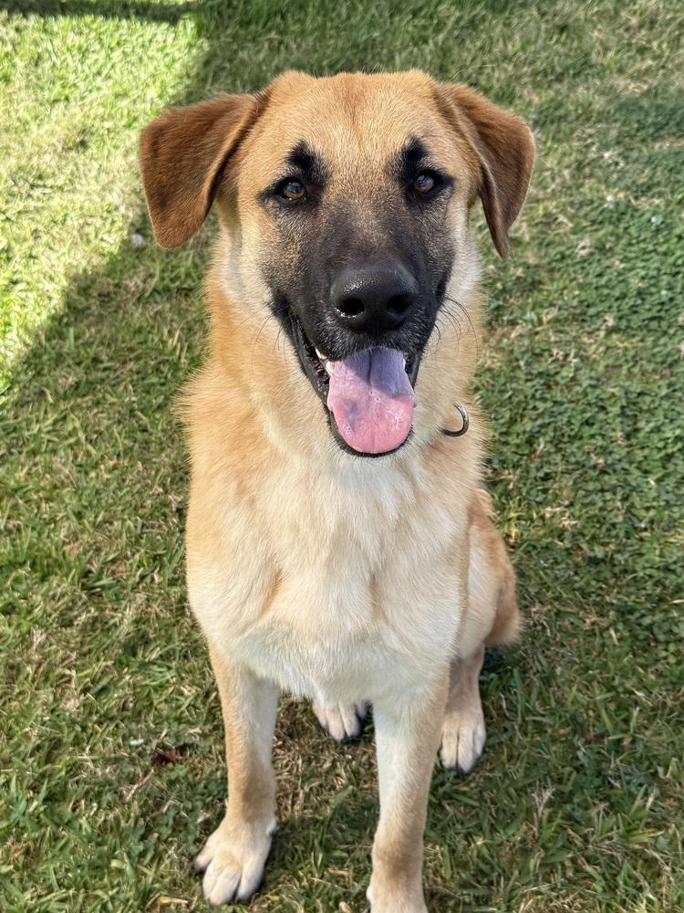 Enlarge Chip, a Adoptable Shepherd in San Leon, TX image 2/6