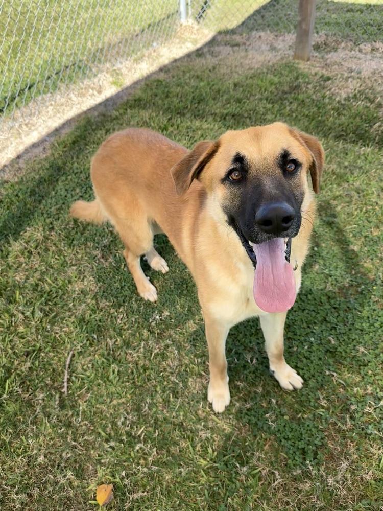 Enlarge Chip, a Adoptable Shepherd in San Leon, TX image 3/6