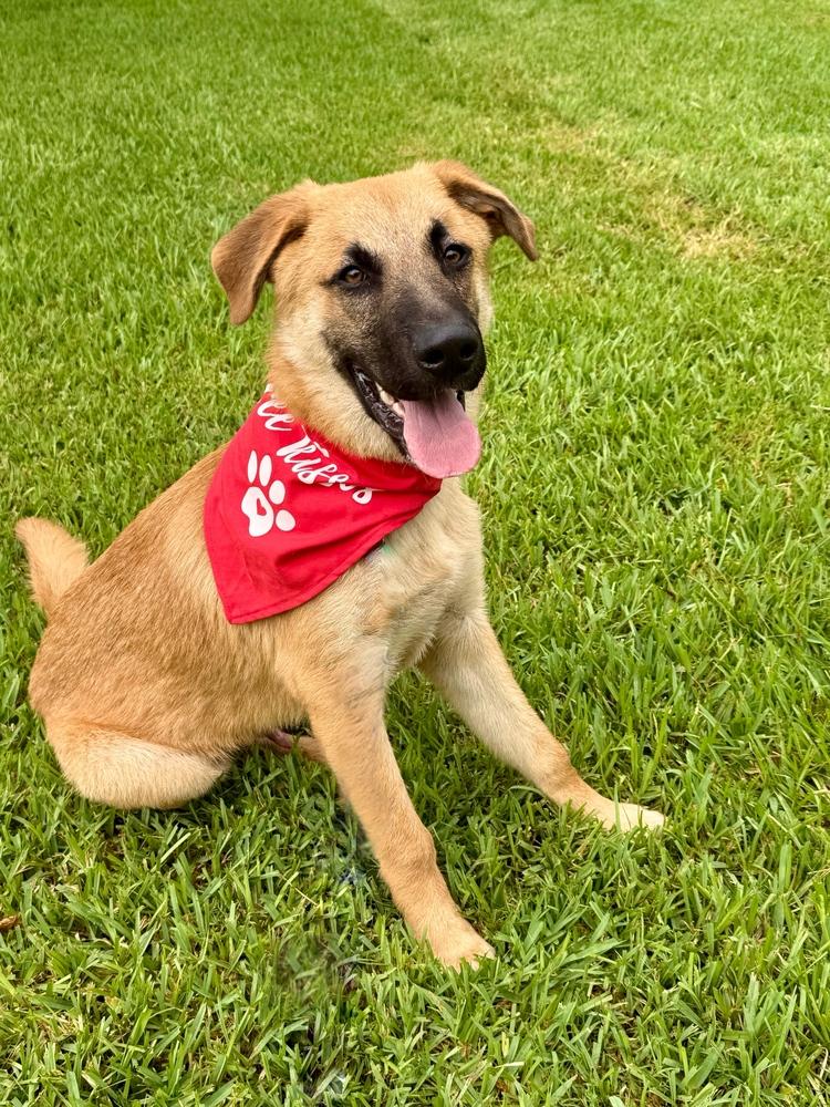 Enlarge Chip, a Adoptable Shepherd in San Leon, TX image 4/6