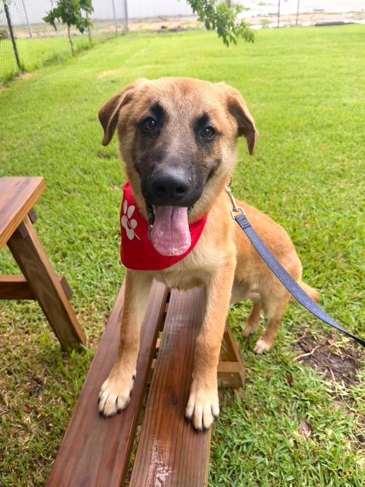 Enlarge Chip, a Adoptable Shepherd in San Leon, TX image 5/6