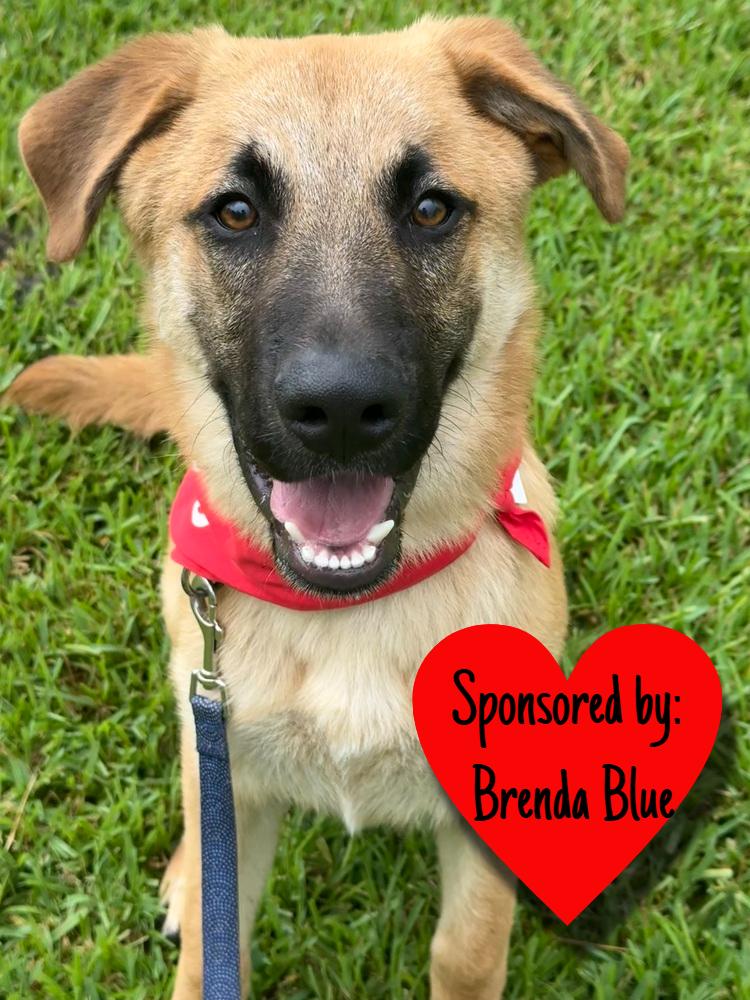 Enlarge Chip, a Adoptable Shepherd in San Leon, TX image 6/6