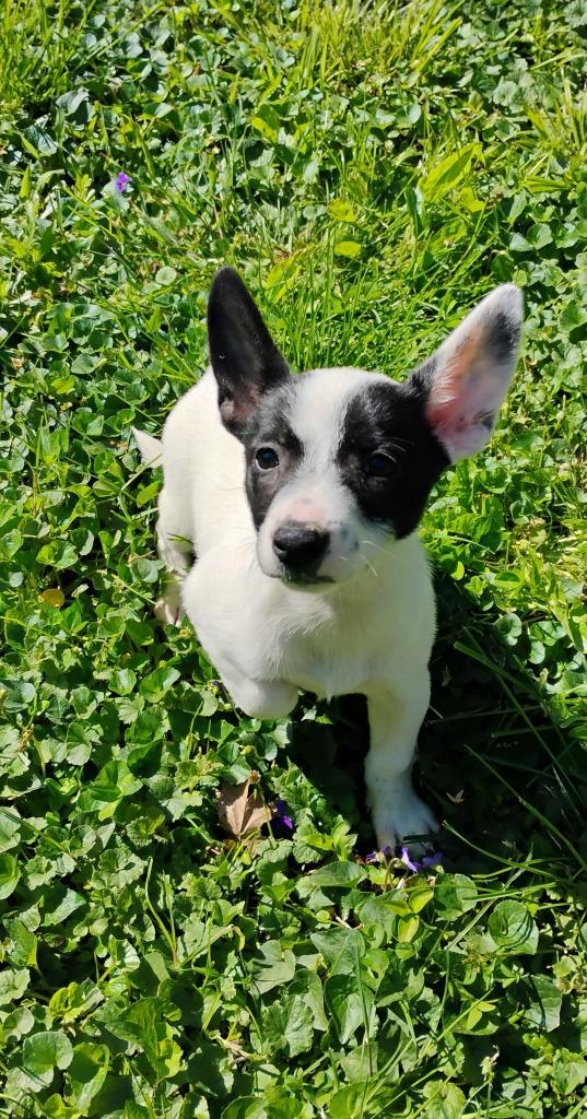 Enlarge Raindrop, a Adoptable Australian Cattle Dog / Blue Heeler in Indianapolis, IN image 1/4