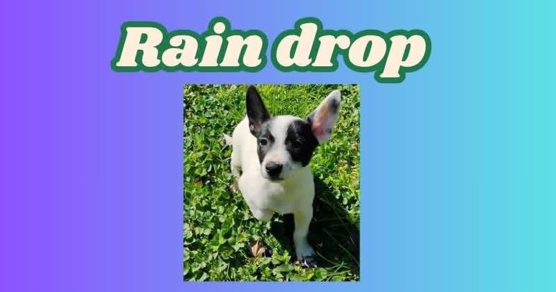 Enlarge Raindrop, a Adoptable Australian Cattle Dog / Blue Heeler in Indianapolis, IN image 2/4