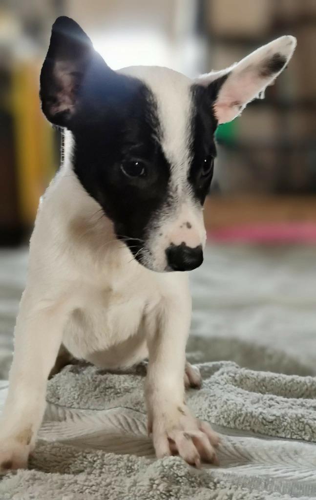 Enlarge Raindrop, a Adoptable Australian Cattle Dog / Blue Heeler in Indianapolis, IN image 4/4
