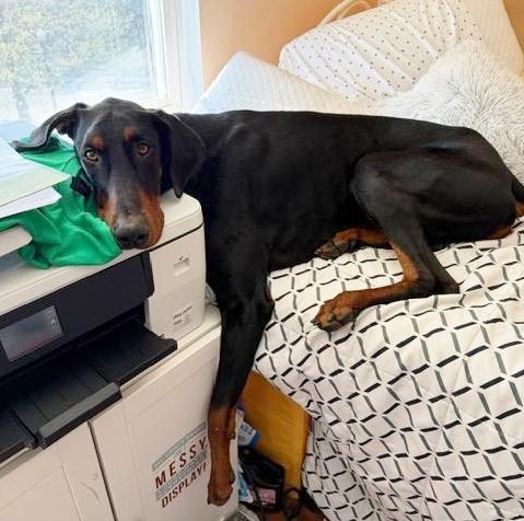 Enlarge Shadow, a Adoptable Doberman Pinscher in Arlington, VA image 3/6