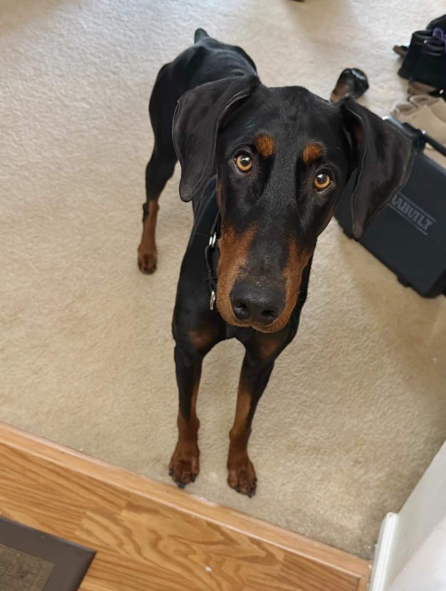 Shadow, Adoptable, Young Male Doberman Pinscher.