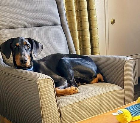 Enlarge Shadow, a Adoptable Doberman Pinscher in Arlington, VA image 6/6