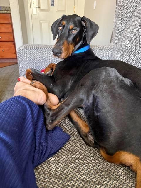 Enlarge Shadow, a Adoptable Doberman Pinscher in Arlington, VA image 2/6