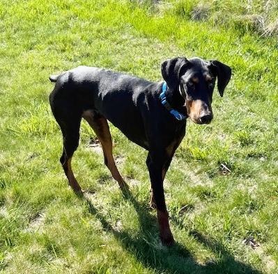 Enlarge Shadow, a Adoptable Doberman Pinscher in Arlington, VA image 4/6