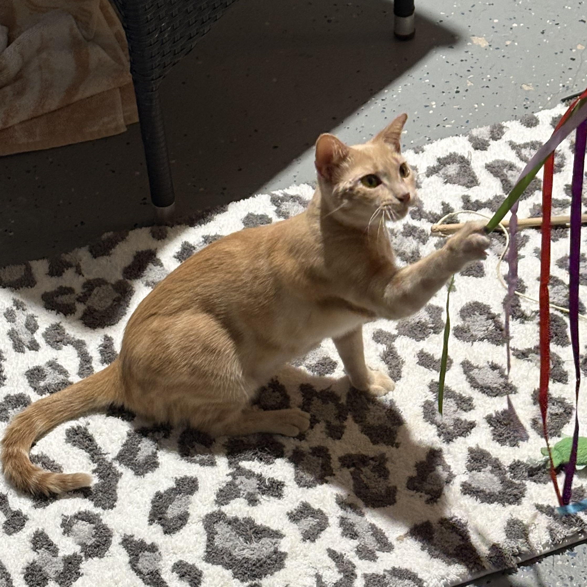 Enlarge Peach, a Adoptable mixed breed in Houston, TX image 2/6