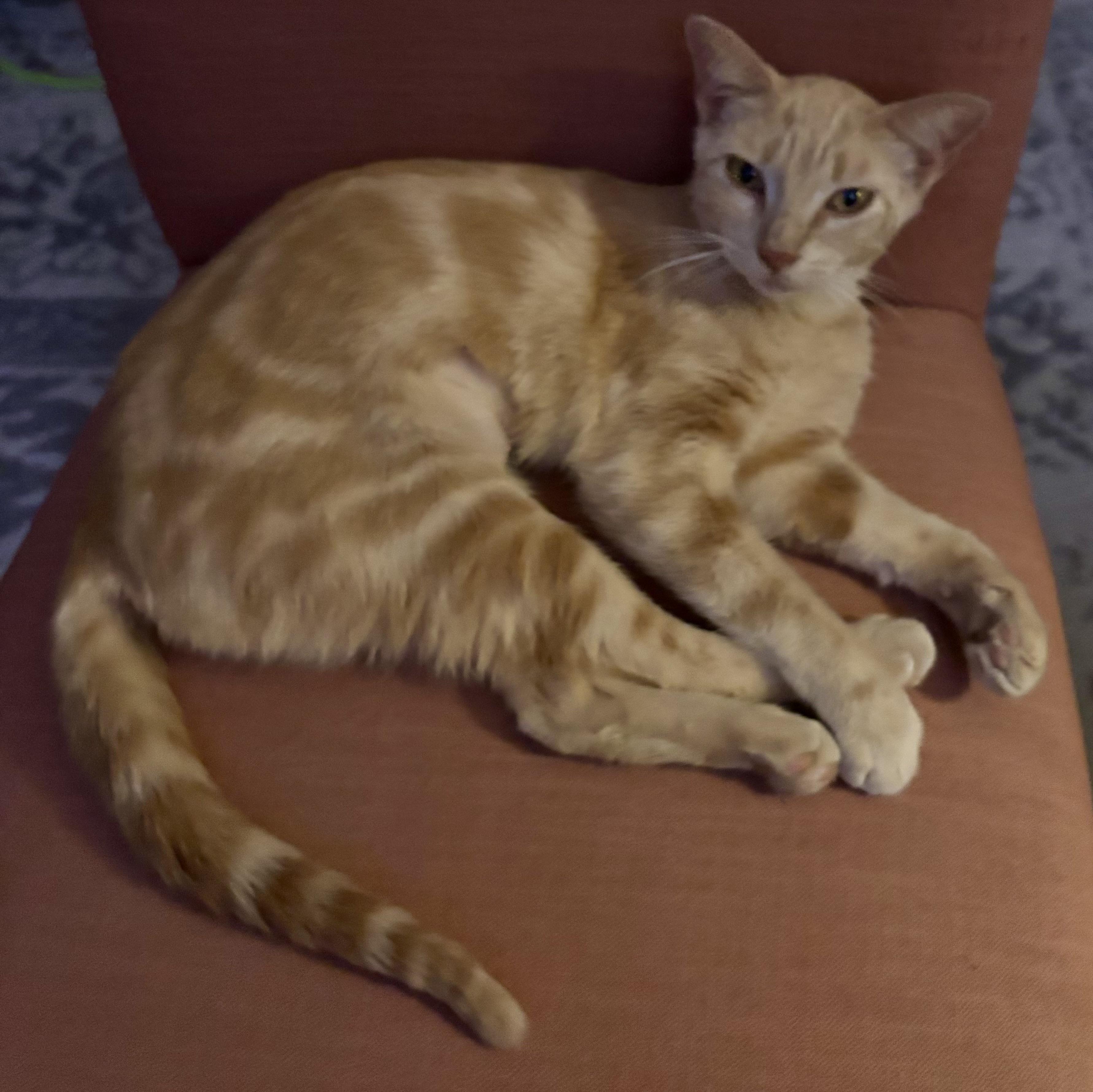 Peach, Adoptable, Young Female Domestic Short Hair & Tabby.