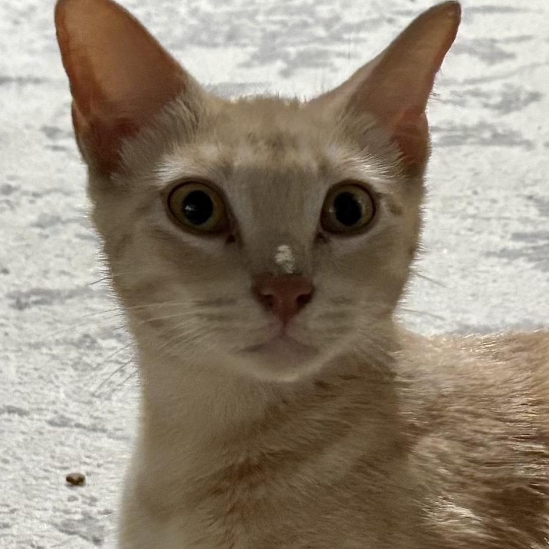 Enlarge Peach, a Adoptable mixed breed in Houston, TX image 1/6
