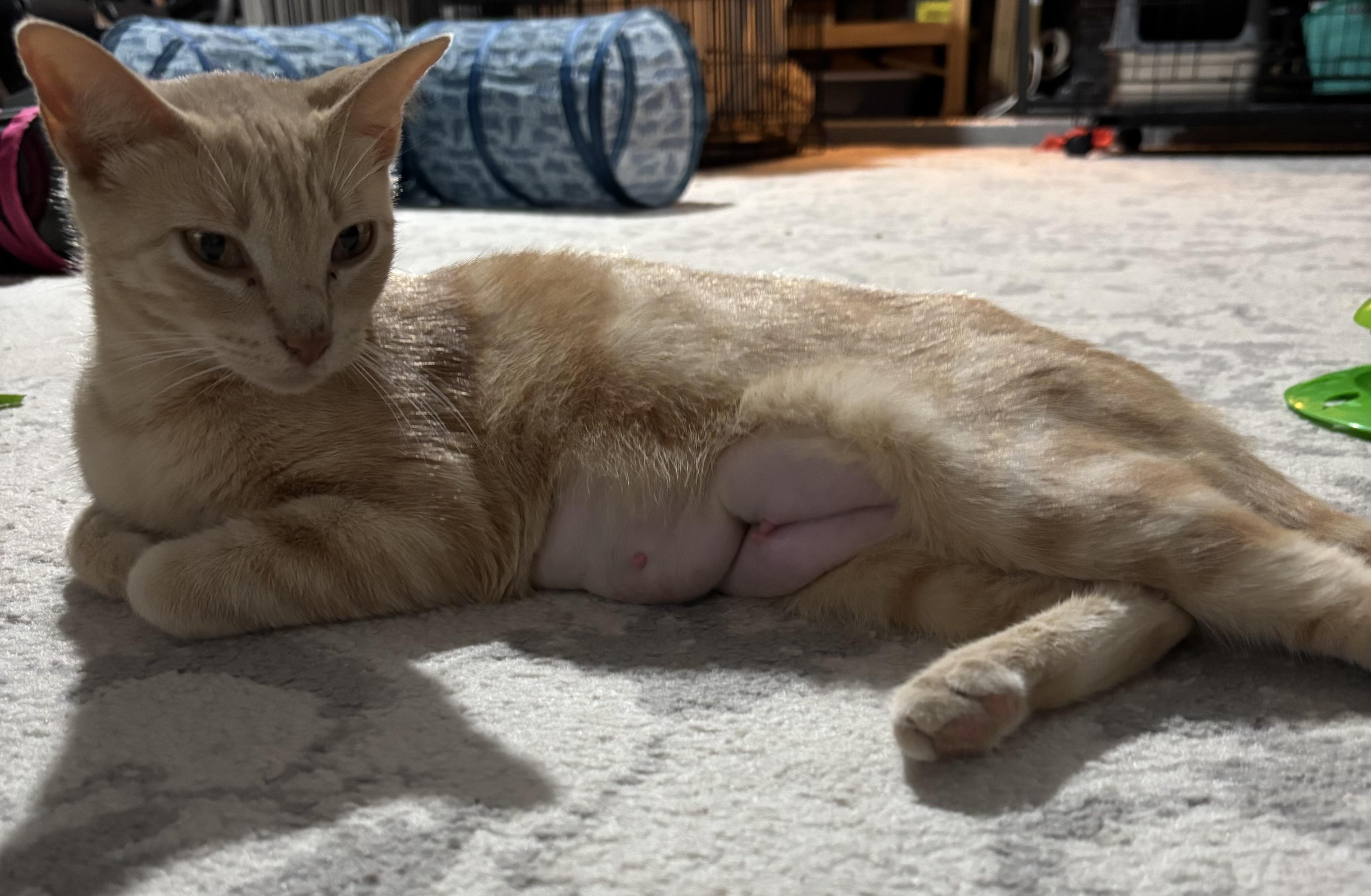 Enlarge Peach, a Adoptable mixed breed in Houston, TX image 6/6