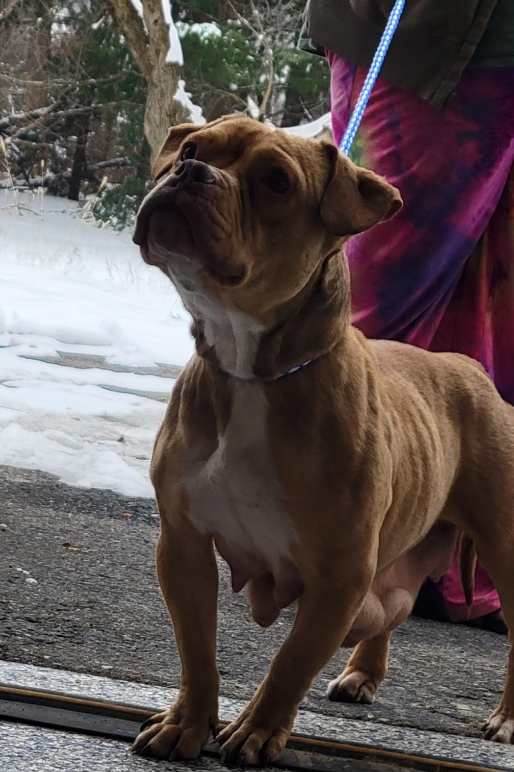 Enlarge Cinnamon, a ADOPTABLE mixed breed in Milford, MI image 2/4