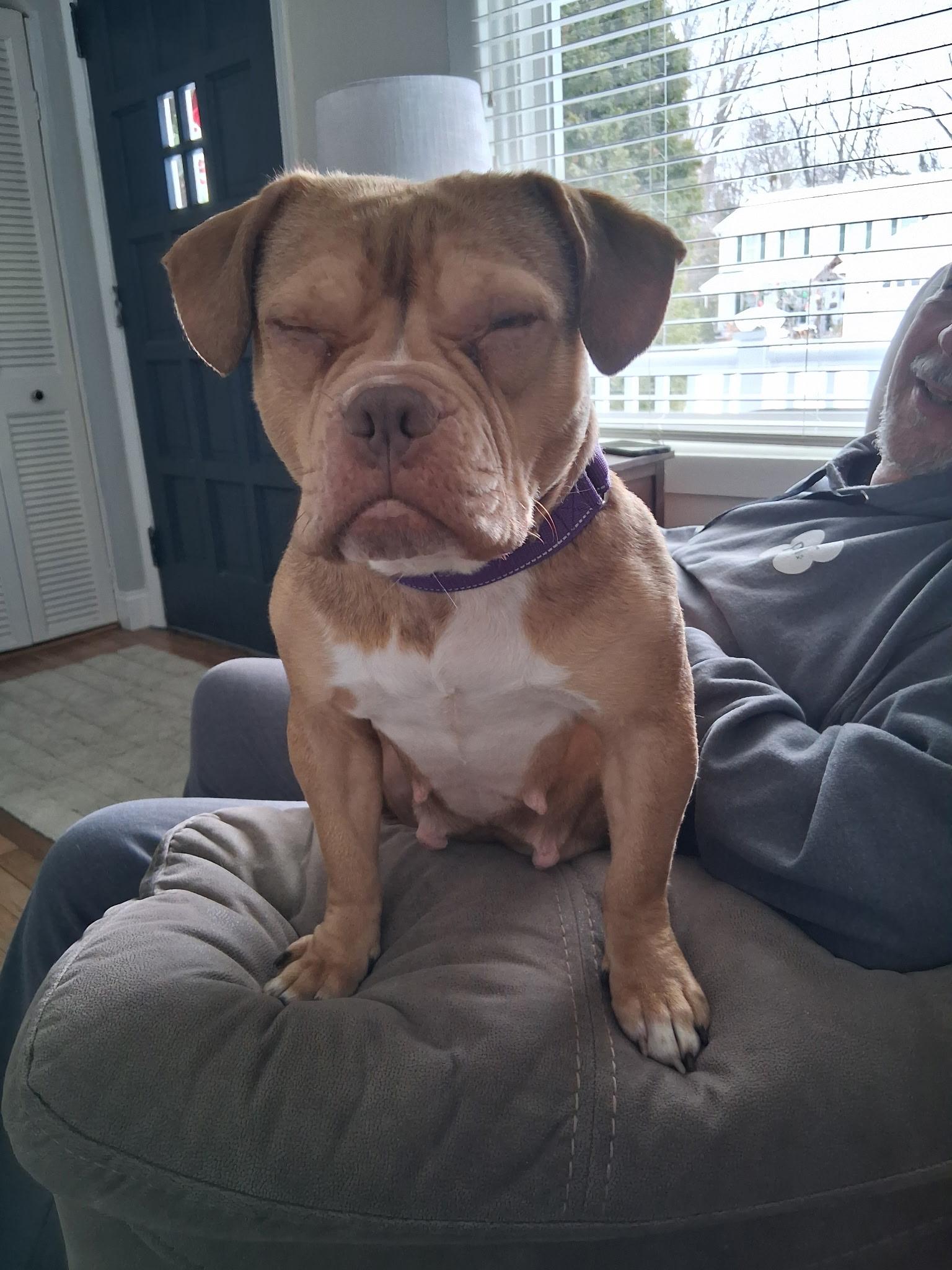 Enlarge Cinnamon, a ADOPTABLE mixed breed in Milford, MI image 3/4