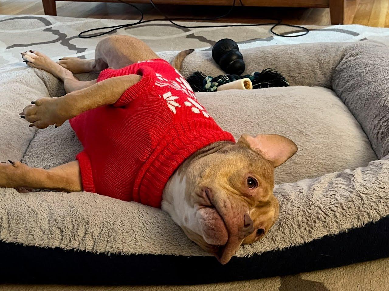 Enlarge Cinnamon, a ADOPTABLE mixed breed in Milford, MI image 1/4