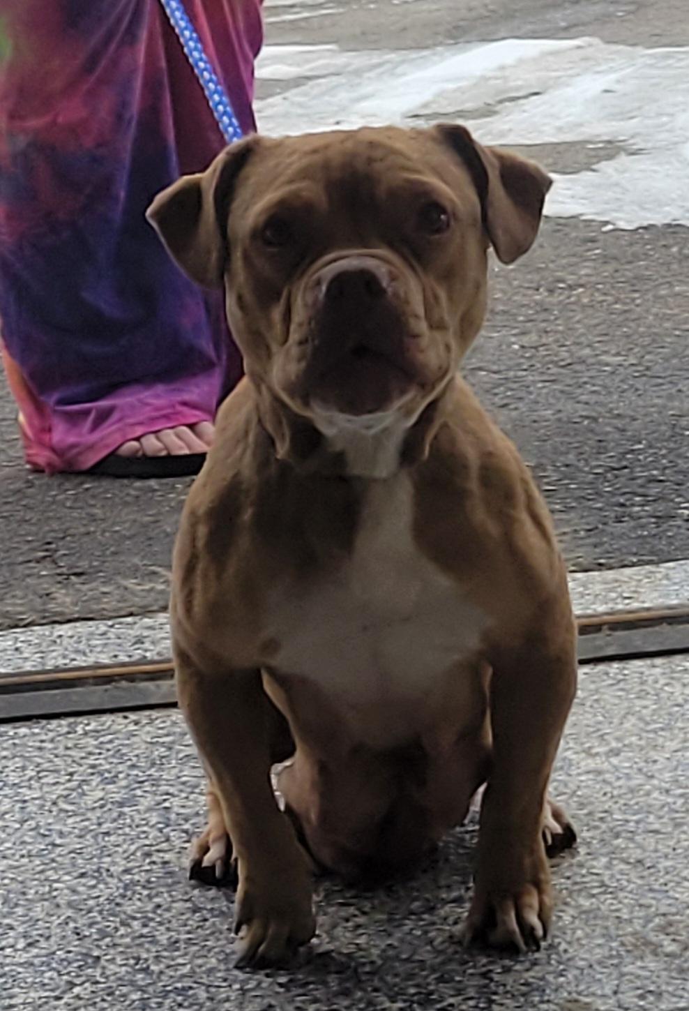 Enlarge Cinnamon, a ADOPTABLE mixed breed in Milford, MI image 4/4