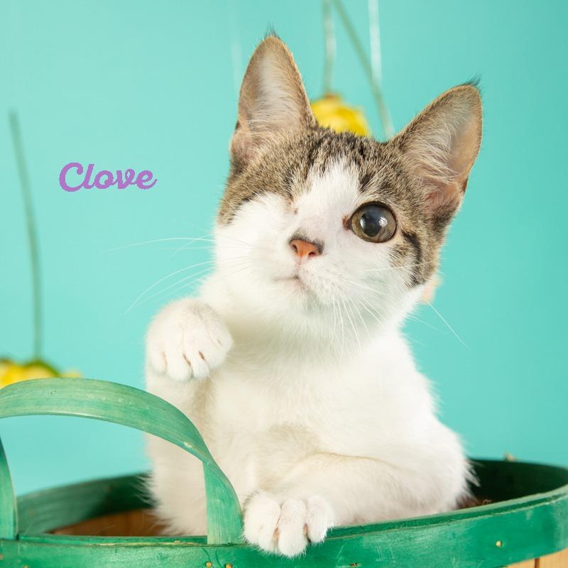 Clove, Adoptable, Young Female Domestic Short Hair.