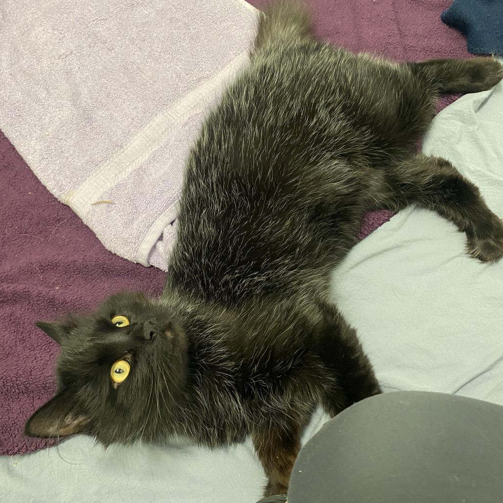 Jalapeno, Adoptable, Adult Male Domestic Medium Hair.