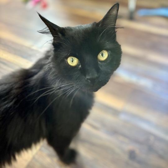 Enlarge Jalapeno, a Adoptable Domestic Medium Hair in Enfield, NH image 2/6