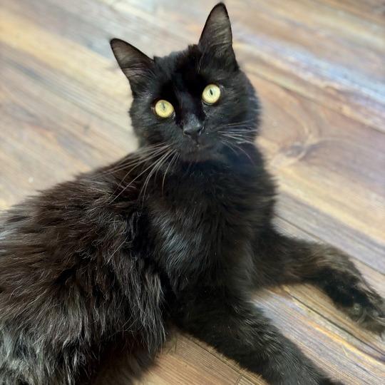 Enlarge Jalapeno, a Adoptable Domestic Medium Hair in Enfield, NH image 3/6