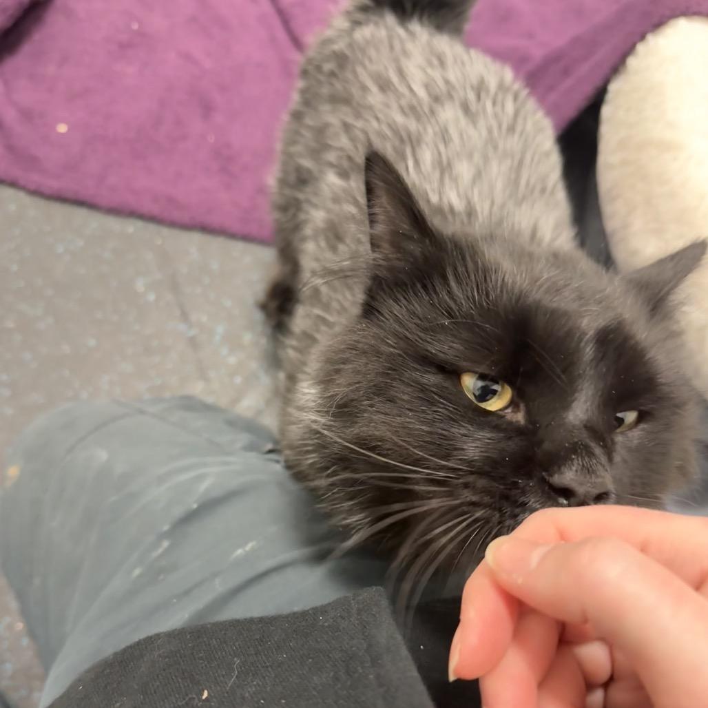 Enlarge Jalapeno, a Adoptable Domestic Medium Hair in Enfield, NH image 4/6