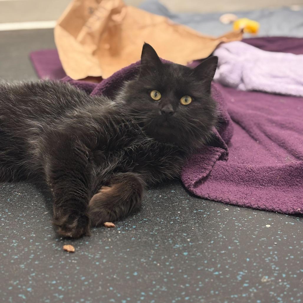 Enlarge Jalapeno, a Adoptable Domestic Medium Hair in Enfield, NH image 5/6