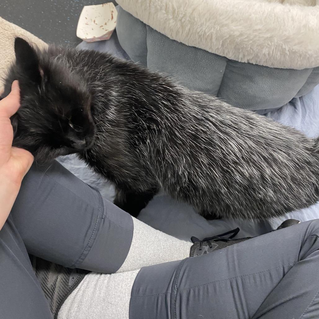 Enlarge Jalapeno, a Adoptable Domestic Medium Hair in Enfield, NH image 6/6