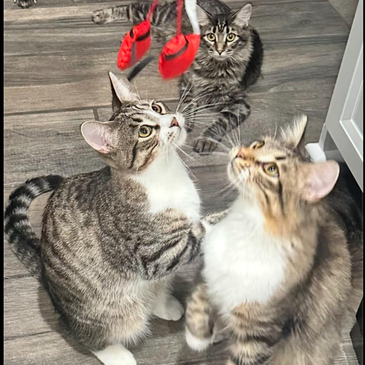 Enlarge Priscilla , a ADOPTABLE Domestic Long Hair in Westland, MI image 2/4