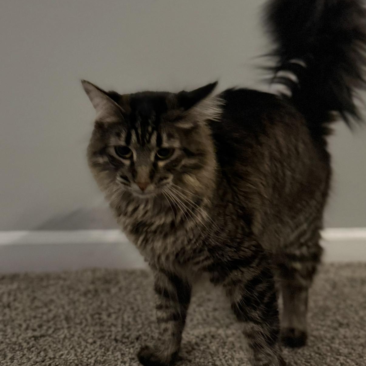 Enlarge Priscilla , a ADOPTABLE Domestic Long Hair in Westland, MI image 4/4