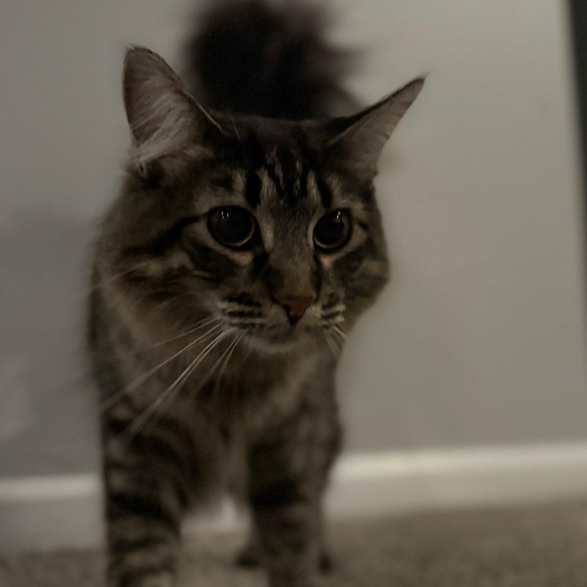 Enlarge Priscilla , a ADOPTABLE Domestic Long Hair in Westland, MI image 3/4