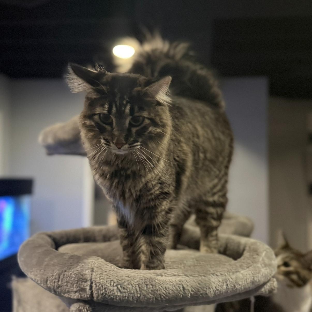 Priscilla , ADOPTABLE, Young Female Domestic Long Hair.