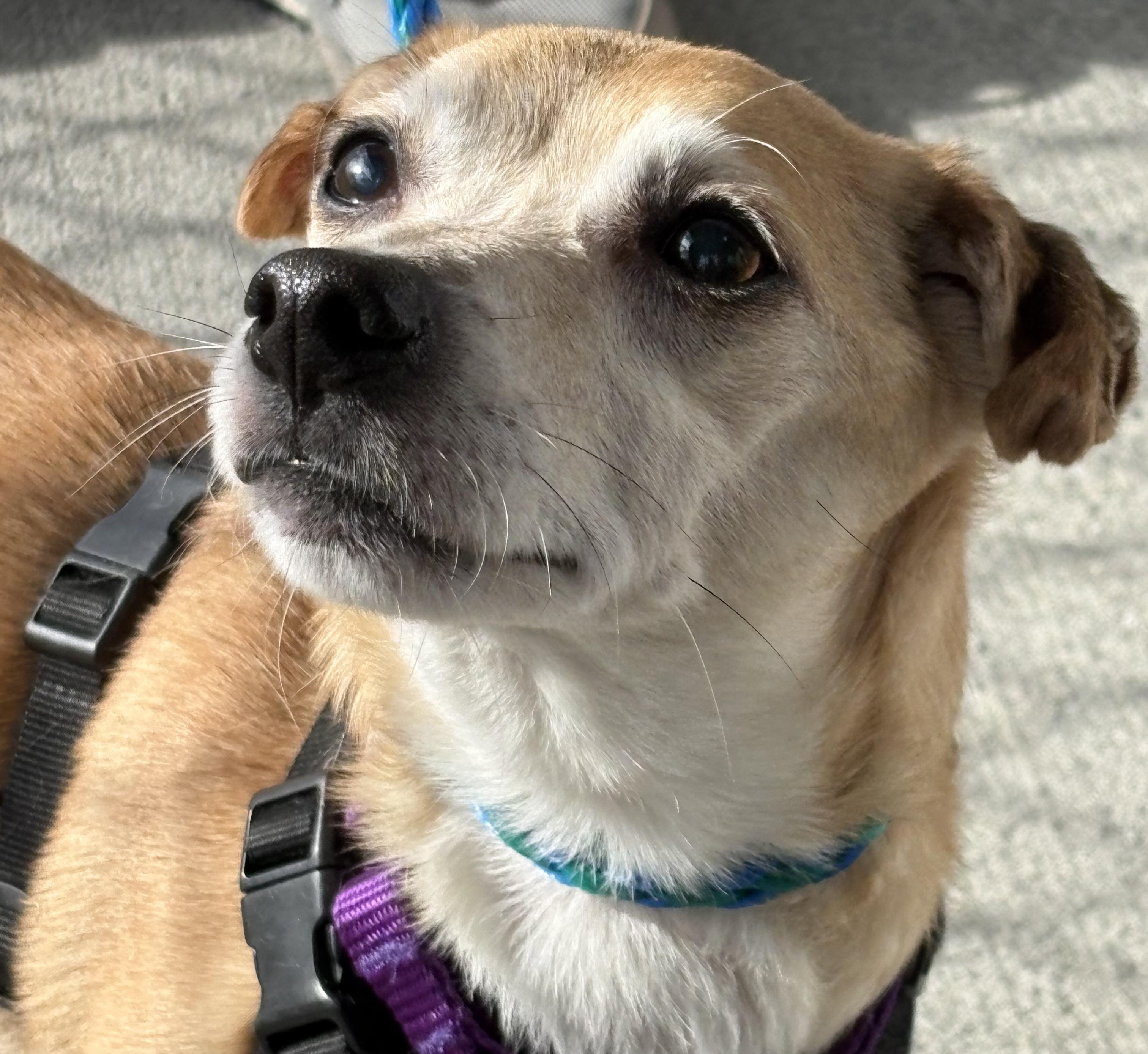 Enlarge Sugar, a ADOPTABLE mixed breed in Silvana, WA image 1/1