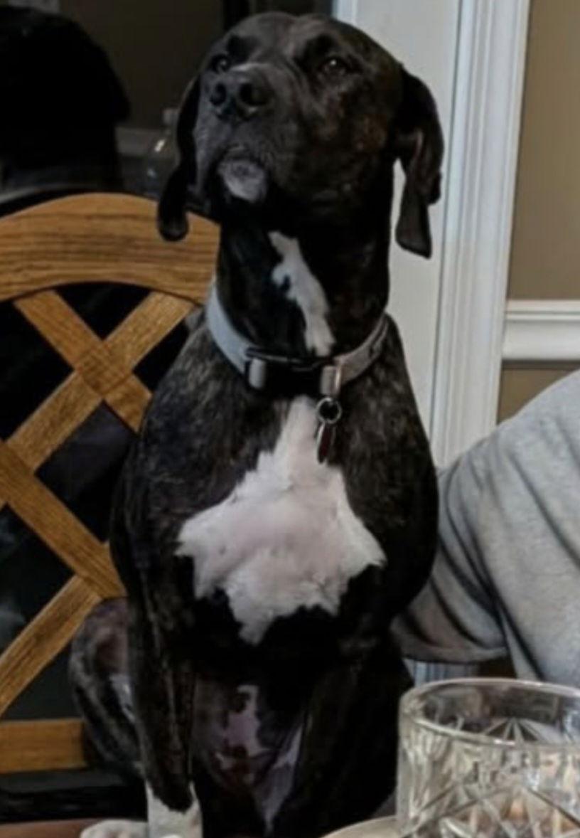 Cleo, Adoptable, Adult Female Great Dane & Plott Hound.