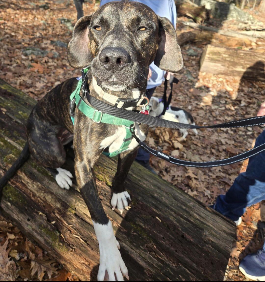 Enlarge Cleo, a Adoptable mixed breed in Berkeley Springs, WV image 3/4