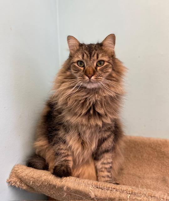 Enlarge Sully, an adopted Norwegian Forest Cat in Memphis, TN image 3/5