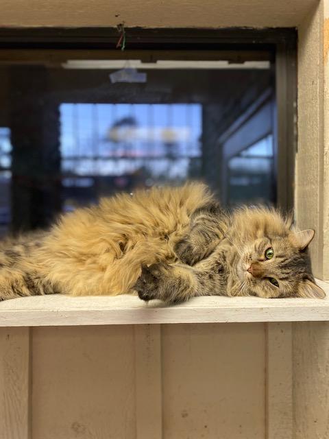 Enlarge Sully, an adopted Norwegian Forest Cat in Memphis, TN image 2/5